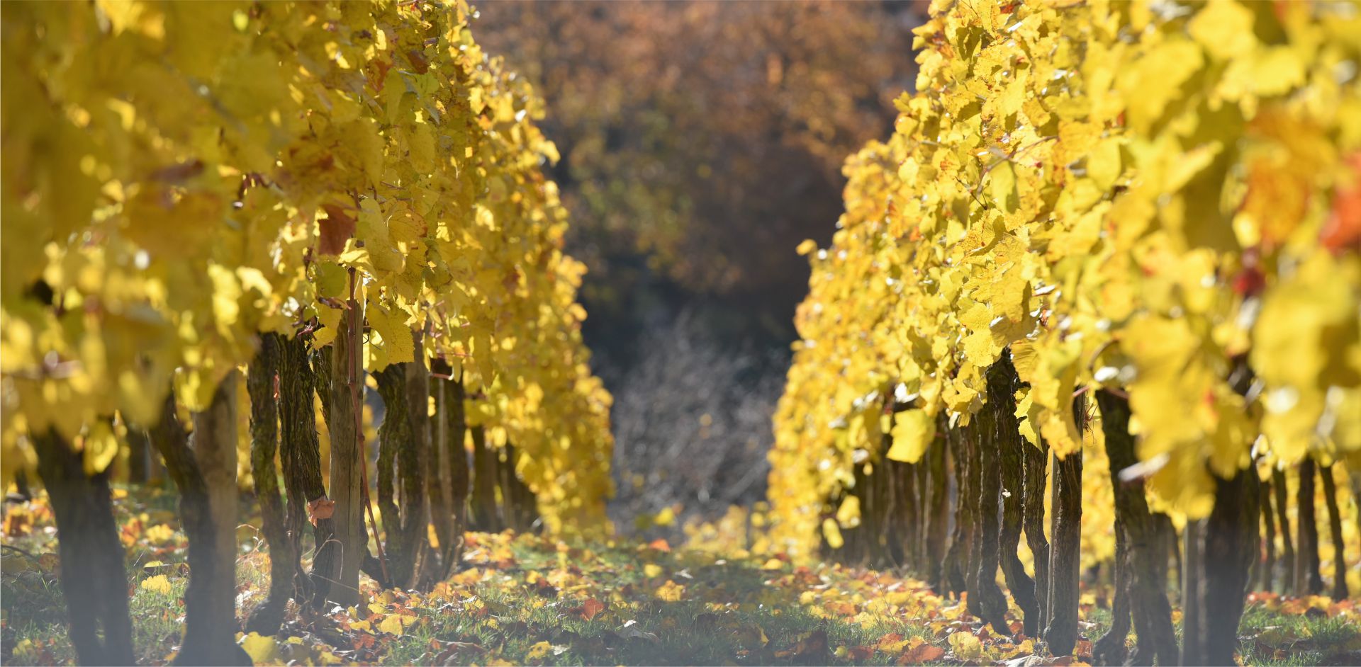 Weinbergszeile mit gelben Herbstlaub